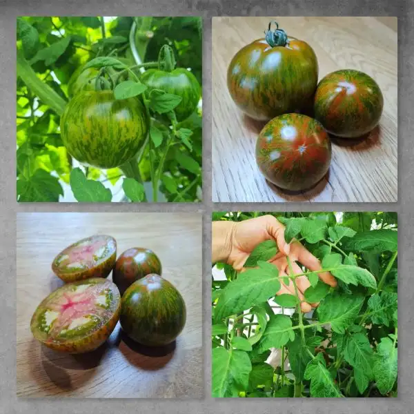 Tomaten: Mystère Berthier