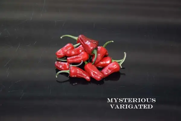 Chili / Paprika: Mysterious Varigated