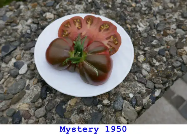 Tomaten: Mystery 1950