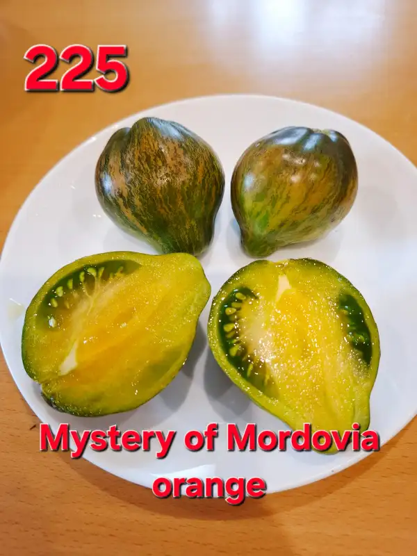 Tomaten: Mystery of Mordovia orange
