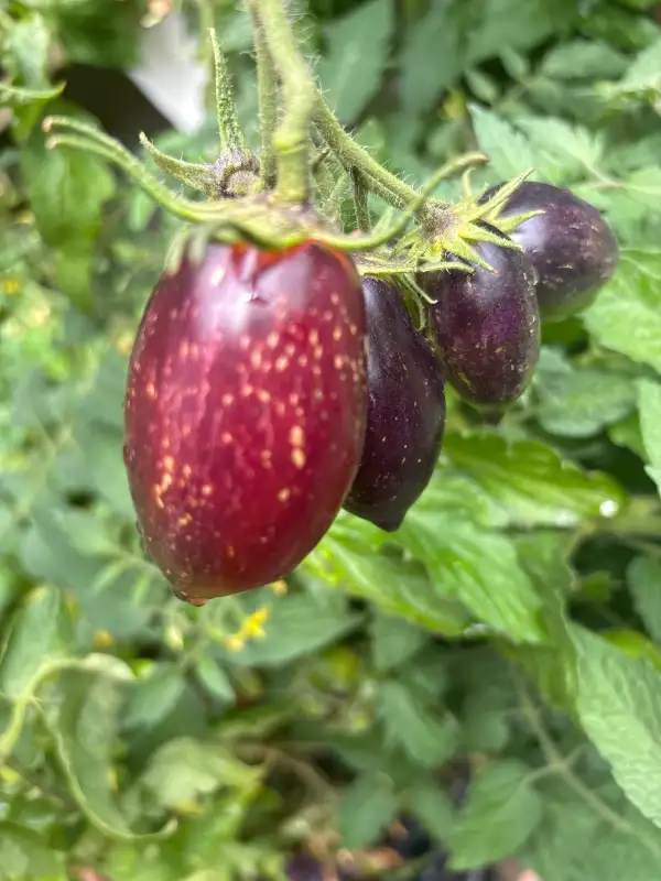 Tomaten: Mystery of the Strawberry Waterfall