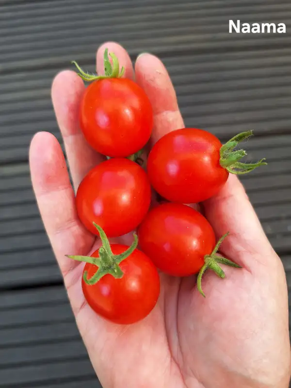 Tomaten: Naama
