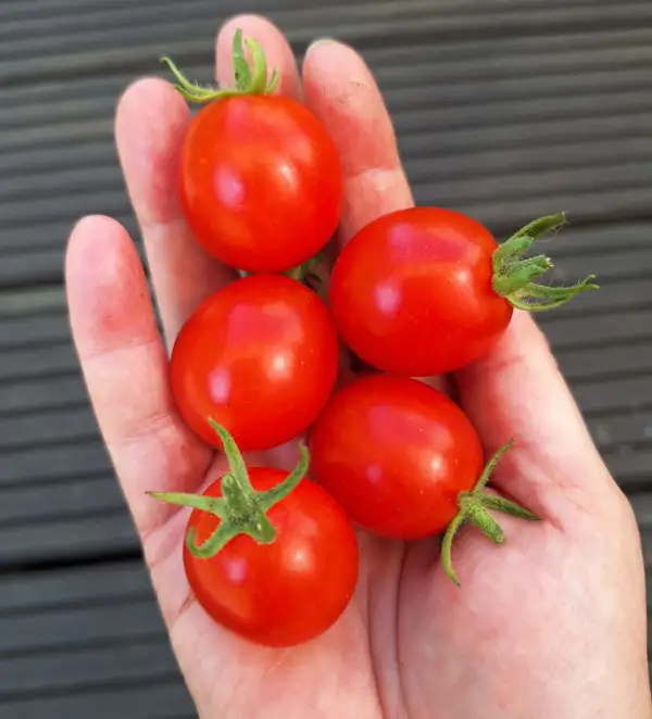 Tomaten: Naama