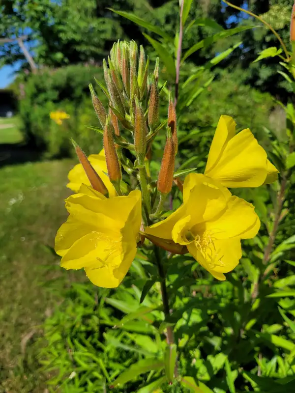 andere Gemüse: Nachtkerze