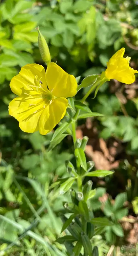 Blumen: Nachtkerzen