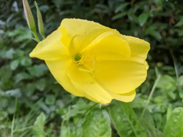 Blumen: Nachtkerzen