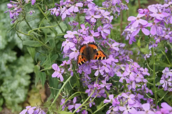 Blumen: Nachtviole (Hesperis matronalis)