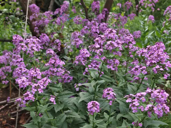 Blumen: Nachtviole, hesperis matronalis