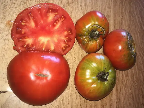 Tomaten: NACIONALNAYA GORDOST