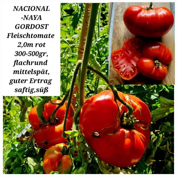 Tomaten: NACIONALNAYA GORDOST