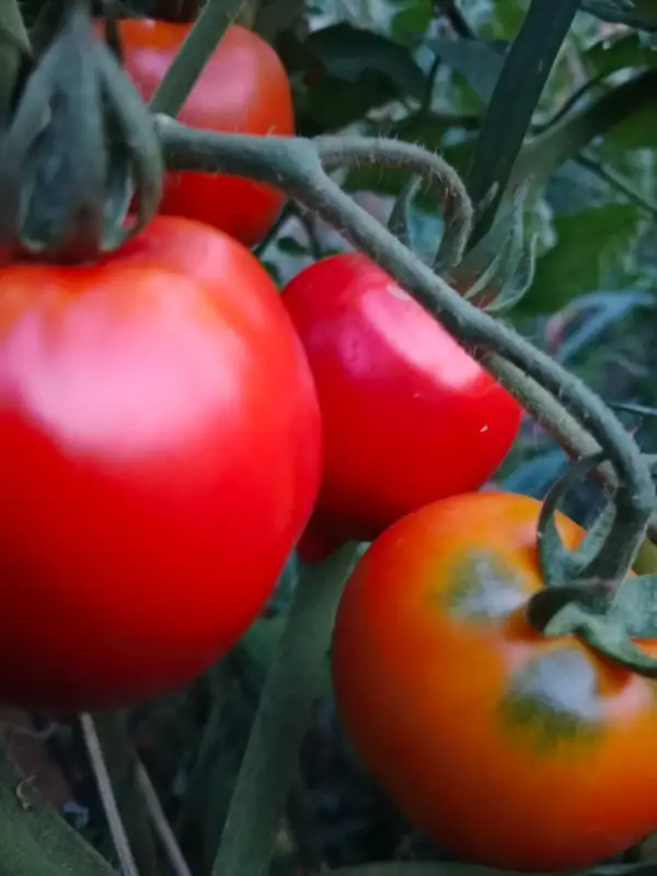 Tomaten: Nadezhda Tarasenko