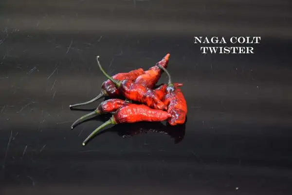 Chili / Paprika: Naga Colt Twister