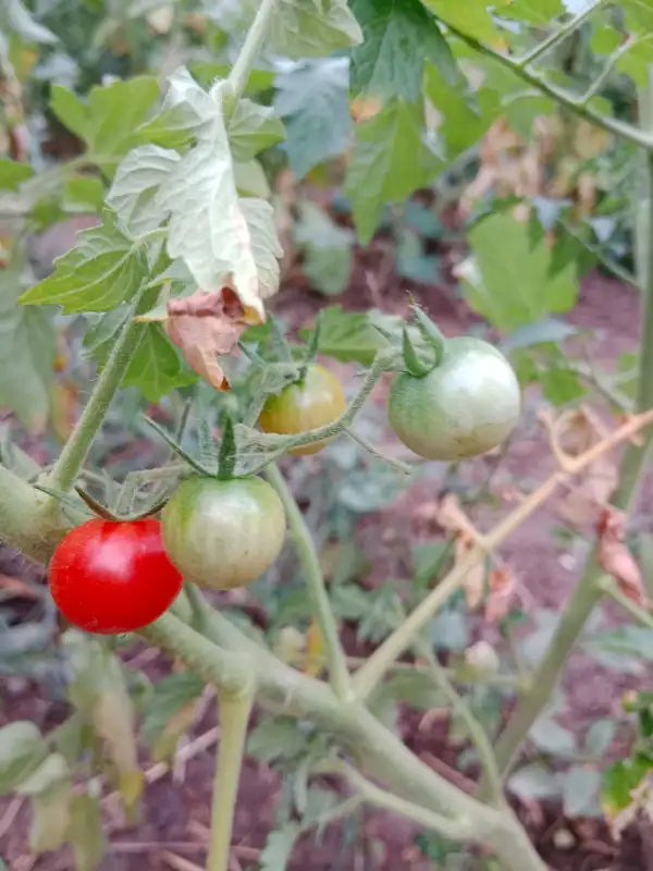 Tomaten: Nagaland
