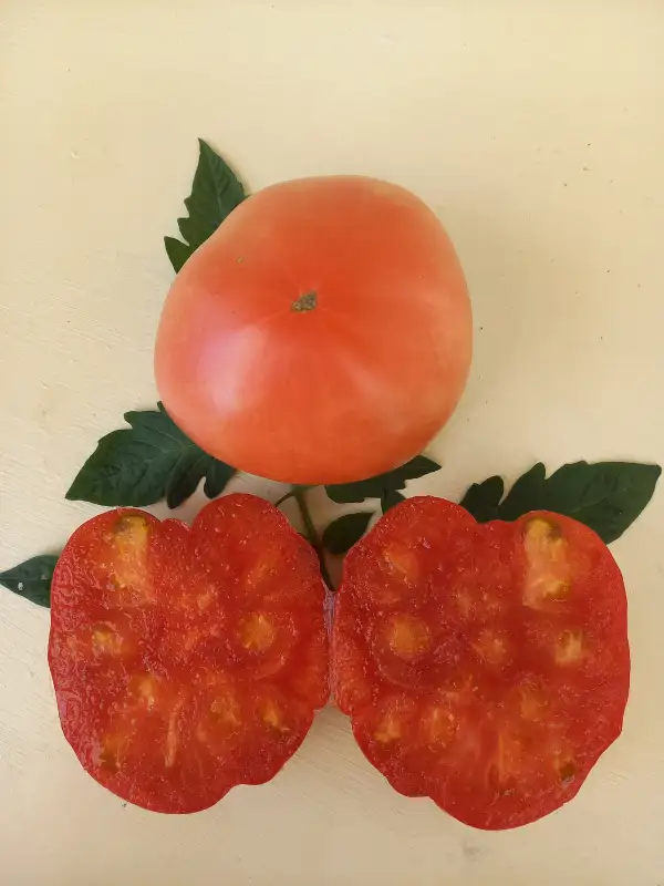 Tomaten: Nahelbuta Pink