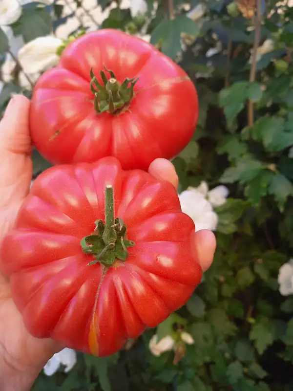 Tomaten: Nahelbuta Pink