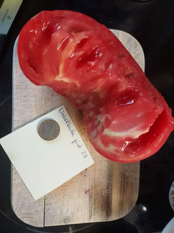 Tomaten: Nahelbuta Pink