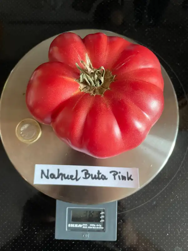 Tomaten: Nahuel Buta Pink