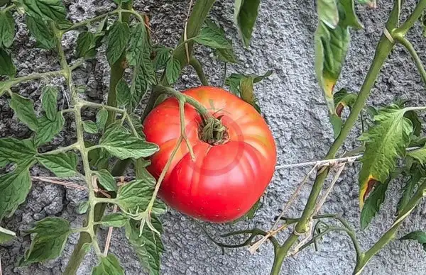 Tomaten: Nahuel Buta Pink