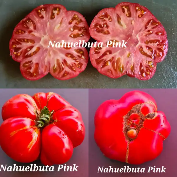 Tomaten: Nahuelbuta Pink