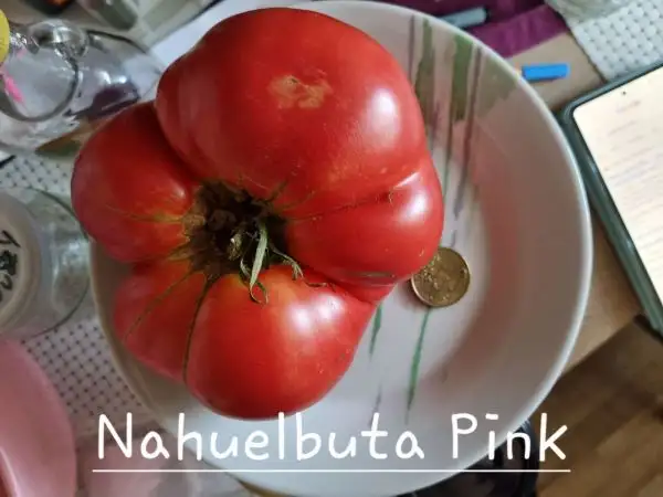 Tomaten: Nahuelbuta Pink