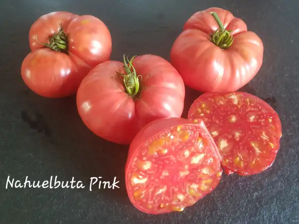Tomaten: Nahuelbuta Pink