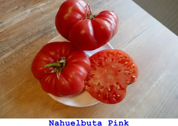 Tomaten: Nahuelbuta Pink