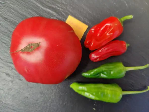 Tomaten: Nahuelbuta Pink