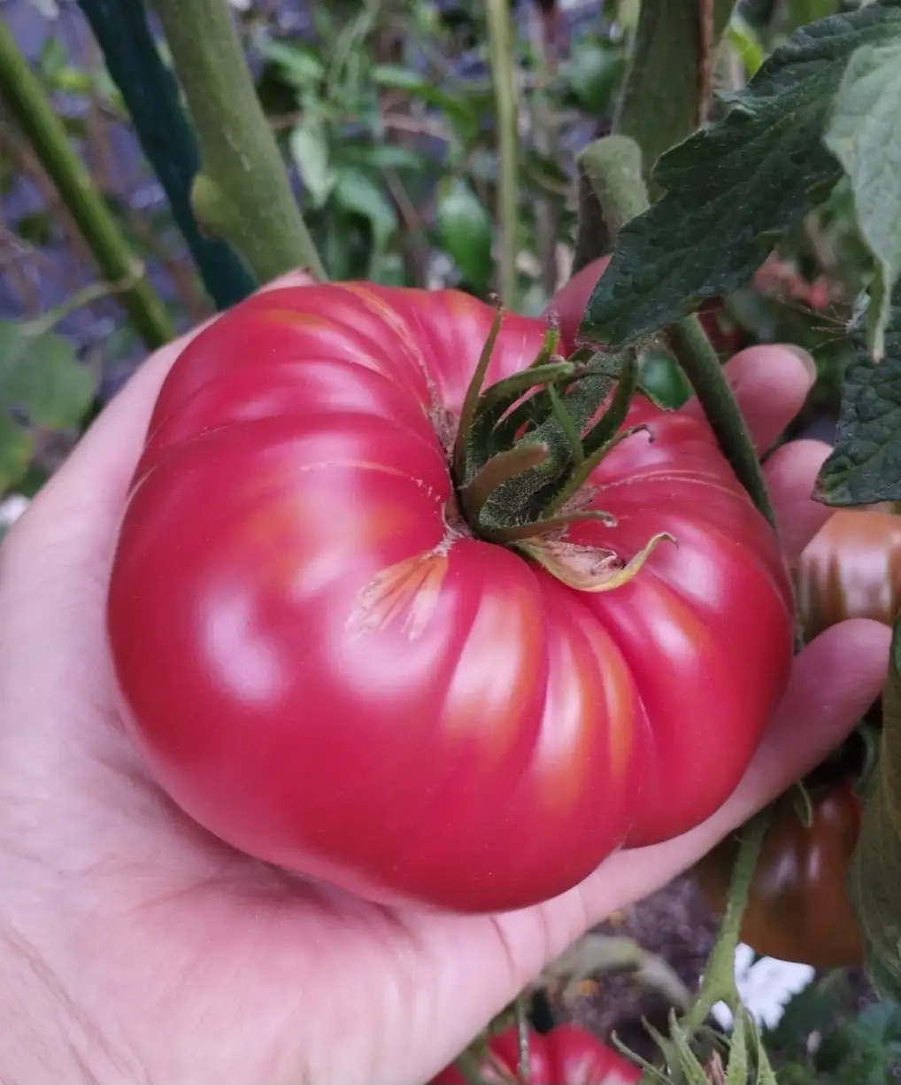 Tomaten: Nahuelbuta Pink