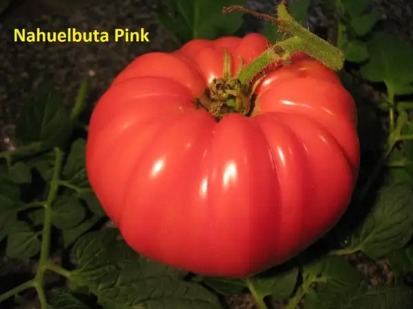 Tomaten: Nahuelbuta Pink