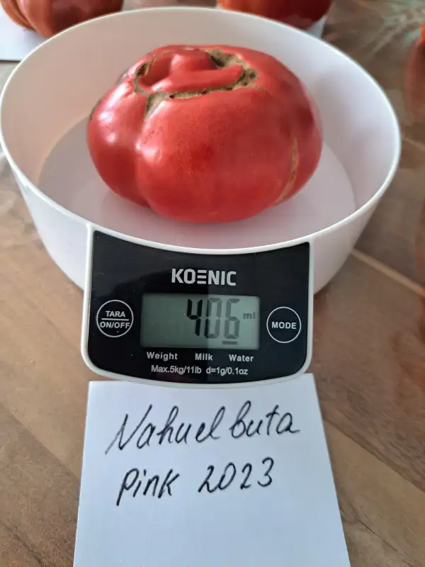 Tomaten: Nahuelbuta Pink