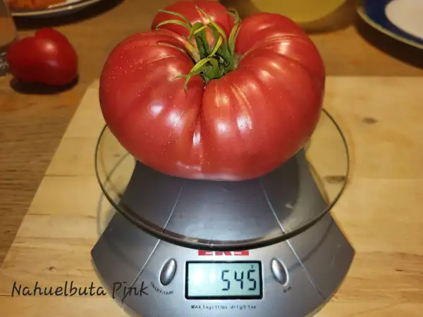 Tomaten: Nahuelbuta Pink