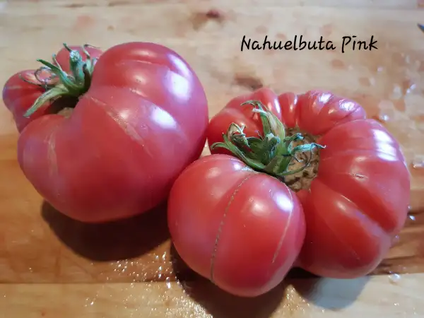 Tomaten: Nahuelbuta Pink