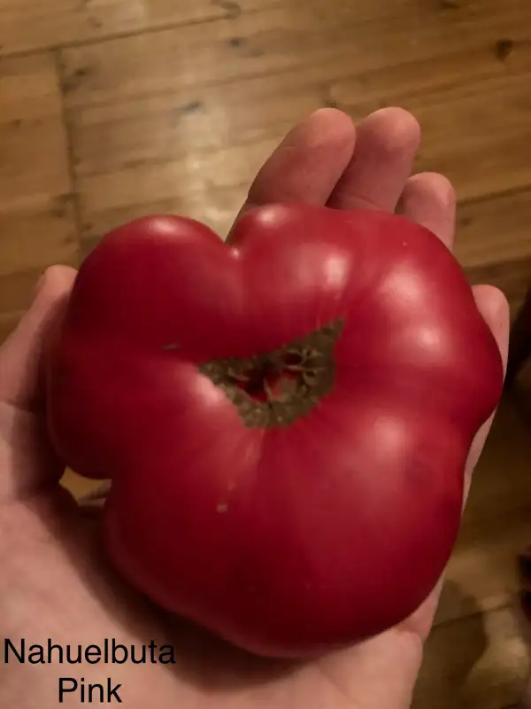 Tomaten: Nahuelbuta Pink