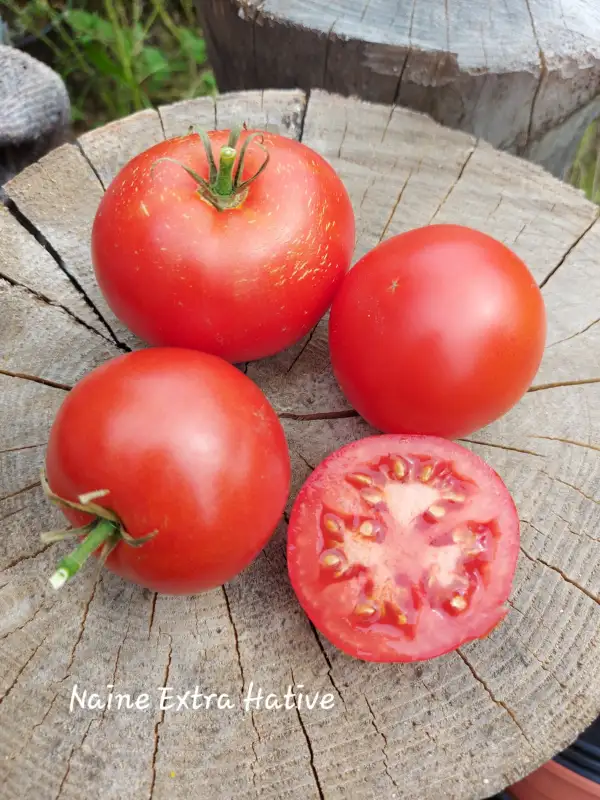 Tomaten: Naine Extra Hative