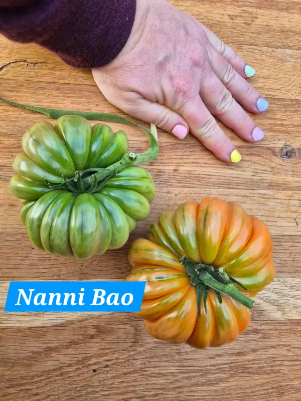 Tomaten: Nanni Bao