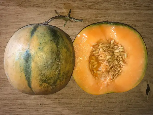 Melonen: Nantais Oblong melone