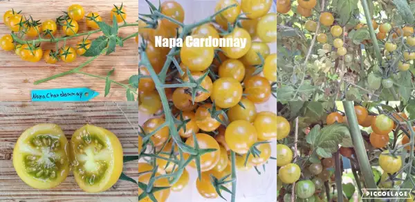 Tomaten: Napa Chardonay - ertragreich