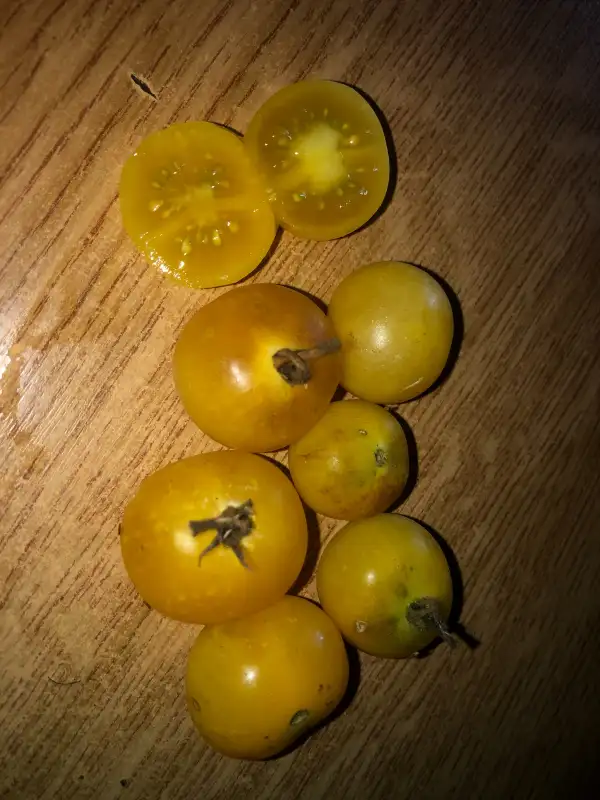 Tomaten: Napa Chardonnay