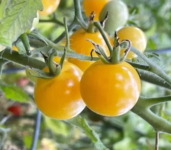 Tomaten: Napa Chardonnay