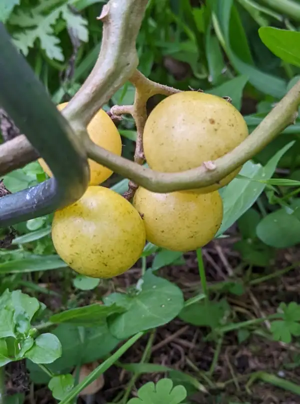 Tomaten: Napa Chardonnay