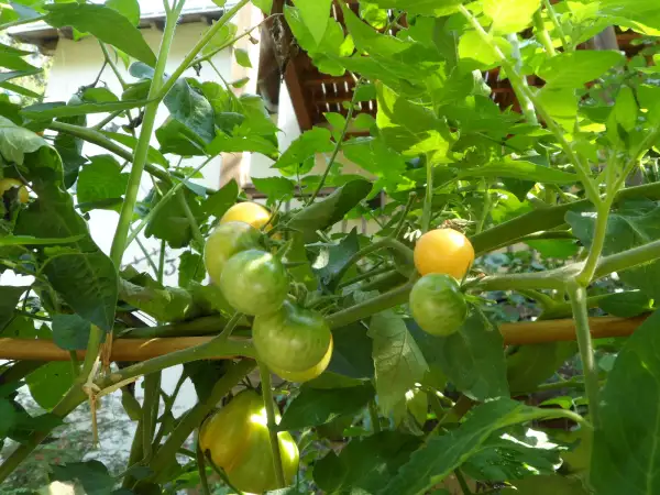 Tomaten: Napa Chardonnay ( Kat# 2210 )