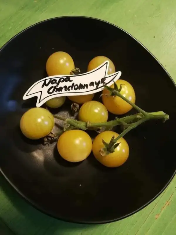 Tomaten: Napa Chardonnaye