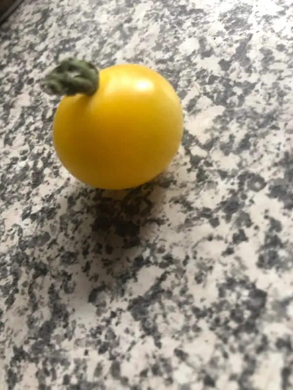 Tomaten: Napa Chardonny