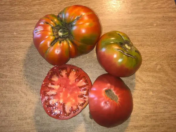 Tomaten: Napa Giant