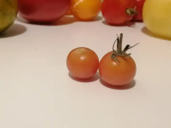 Tomaten: Nappa Rosé