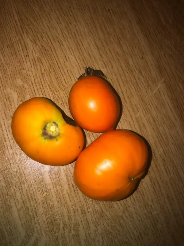 Tomaten: Naranja de Motril