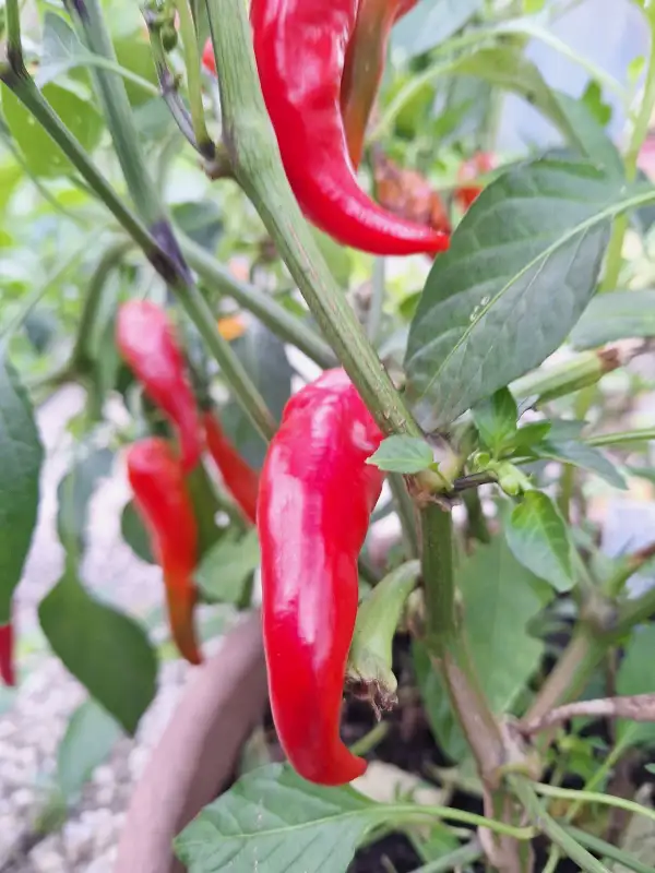 Chili / Paprika: Naschzipfel - Paprika