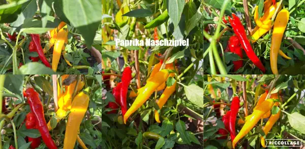 Chili / Paprika: Naschzipfel - Paprika