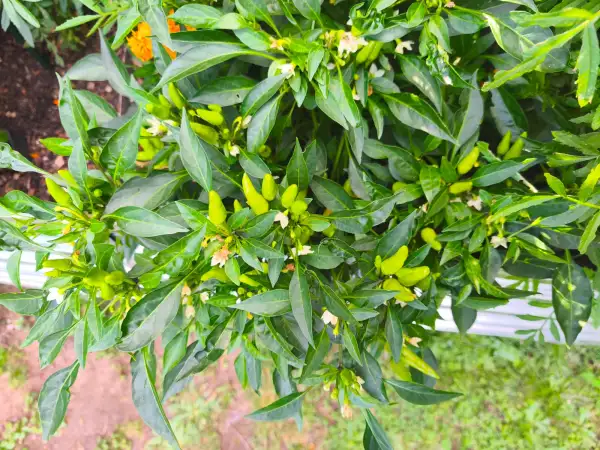 Chili / Paprika: Naschzipfel