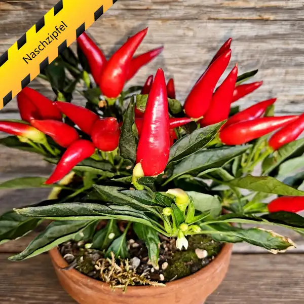 Chili: Naschzipfel